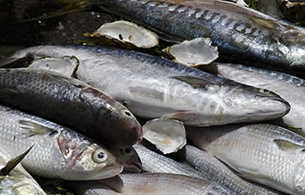 冻鱼入口流程和手续？？？？？？