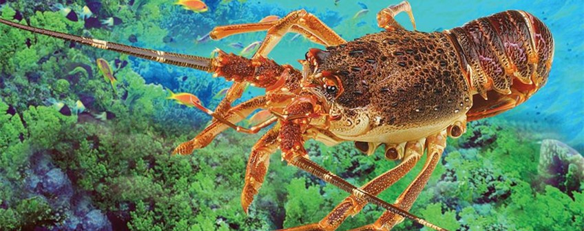 龙虾入口报关：龙虾入口流程和手续