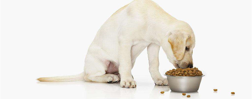 狗粮入口清关手续及清关流程